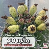 ราคา 60 เมล็ด เมล็ดเฟอโรเล็บเหยี่ยว Ferocactus Peninsulae แคคตัส กระบองเพชร cactus succulent (7922217087)