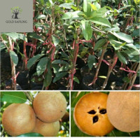 ราคา ต้นพันธุ์ละมุดสาลี่ยักษ์เวียดนาม ผลผลิตสูง ผลใหญ่ หวาน ดูแลง่าย ทาบกิ่งสูง 60 80ซม (17255675352)