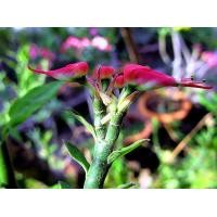 ราคา ต้นไม้มงคล นกน้อยนำโชค (10918860307)