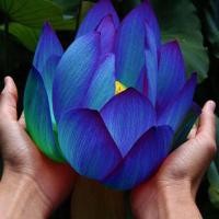 ราคา 5 เมล็ด เมล็ดบัว ดอกสีน้ำเงิน ดอกใหญ่ ของแท้ 100 เมล็ดพันธุ์บัวดอกบัว ปลูกบัว เม็ดบัว สวนบัว บัวอ่าง Lotus seeds (4246214219)