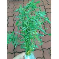 ราคา ต้นลูกใต้ใบ สมุนไพรลูกใต้ใบ หญ้าใต้ใบ ถอนสดส่ง ประมาณ 50ต้น หรือ 1ขีด 99 บาท ทำยาได้ปลูกต่อได้ (20553051075)