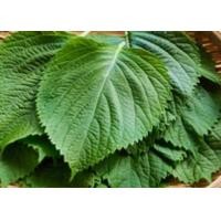 ราคา เมล็ด พันธุ์ ใบงาเกาหลี เมล็ดพันธุ์ชิโสะ สีเขียว Green Shiso 50 120 เมล็ด เมล็ดใบงาเกาหลี โอบะ ซื้อ 10 แถม1คละได้ (17050621417)