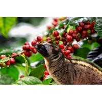 ราคา Kopi Luwak กาแฟขี้ชะมดแท้ 100 เลี้ยงในป่า นำเข้าจากอินโดนีเซีย 250 กรัม (1585556035)