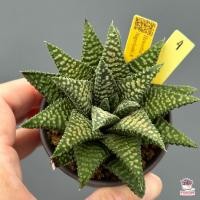 ราคา ฮาโวเทีย Haworthia Nagoriyuki A ไม้อวบน้ำ กุหลาบหิน cactus succulentหลากหลายสายพันธุ์ (13817446980)