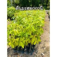 ราคา ต้นมะฮอกกานี ไม้เศรษฐกิจ สูง60 70ซม (17462698555)