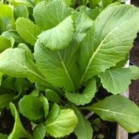 ราคา เมล็ดพันธุ์ ผักกาดเขียว ชุนฉ่าย ผักกาดเขียวกวางตุ้ง 12000 เมล็ด ตัวเลือก 10 แถม 1 คละได้ (10988124388)