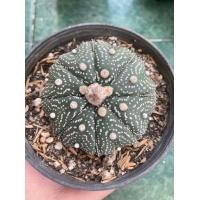 ราคา แอสโตรไฟตัม ASTROPHYTUM no 11 P8 (20992533303)