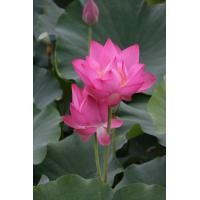 ราคา 8 เมล็ด เมล็ดบัว Lotus ดอกชมพู เมล็ดพันธุ์ ดอกบัว ปลูกบัว เม็ดบัว Lotus seeds (8668730130)