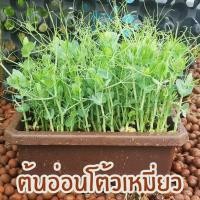ราคา ชุดปลูกต้นอ่อนโต้วเหมี่ยว Microgreen ถั่วลันเตา ต้นอ่อน ชุดปลูก ปลูกผัก บอนไซ พร้อมปลูก ชุดปลูก (1335334231)