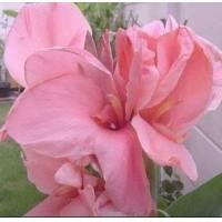 ราคา พุทธรักษา 15สีให้เลือก ตัดใบล้างราก ไม้มงคล หน่อ เหง้า ต้นพุทธรักษา พุทธรักษา (12956305488)