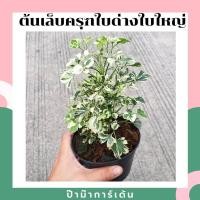 ราคา เล็บครุฑใบด่าง พันธุ์ใบใหญ่ มาในกระถางพร้อมตั้ง (17340936087)
