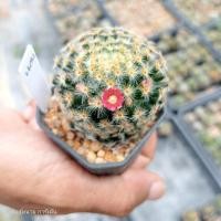 ราคา แมมขนนกเหลือง ดอกชมพู Mammillaria Schiedeana ไม้เมล็ด ขนาด 3 4 ซม ต้นกระบองเพชร ต้นแคคตัส แคคตัส กระบองเพชร (20325285196)