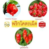 ราคา พริกเผ็ดสุดๆ เผ็ดสุดๆ ถูกที่สุด10บ เมล็ดพันธุ์พริกโครตเผ็ด 3 10เมล็ด ปลูกในไทยได้ เผ็ดสุดๆ (21132336745)