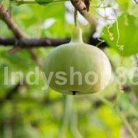 ราคา เมล็ดพันธุ์ เมล็ดน้ำเต้า น้ำเต้ากลม 300 เมล็ด คัดพิเศษ 10 เเถม 1 คละได้ (8786531013)