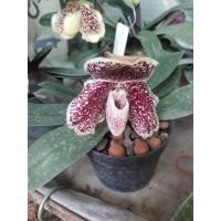 ราคา กล้วยไม้สกุลรองเท้านารี Paphiopedilum กล้วยไม้รองเท้านารี Lady s Slipper Paphiopedilum godefroyae ค้นพบเมื่อปี พ ศ 2419 ขึ้นตามโขดหิน ถิ่นกำเนิดอยู่บริเวณเกาะรัง จังหวัดชุมพร ลักษณะเด่นคือ ใบลาย ท้องใ