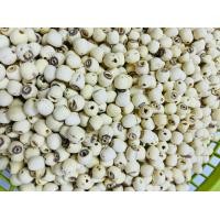 ราคา เม็ดบัว เม็ดเล็ก 500 กรัม (10441929235)
