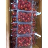 ราคา มะเขือเทศเชอรี่แดง มะเขือเทศ 500g 100 บาท (20864225635)