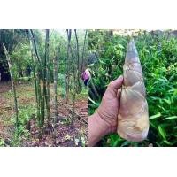 ราคา 36 เมล็ด เมล็ดพันธุ์ ไผ่บงหวาน Bambusa Sp ไผ่หวาน ไผ่ตงหวาน เมล็ดไผ่ พืชเศรษฐกิจใหม่ หน่อไม้ ไผ่ ไม้ไผ่ (9107848531)
