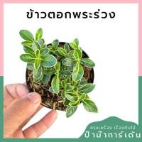 ราคา ข้าวตอกพระร่วง กระถาง 3 นิ้ว (20961471487)