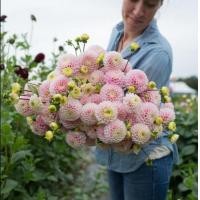 ราคา 1 หัว ชุด รักเร่ Dahlia Bulb สายพันธุ์ Wizard of Oz Dahlias หัวรักเร่ ดอกไม้ หัวหน่อ เหง้า นำเข้า เนเธอร์แลน หัวสดใหม่ (9107930144)