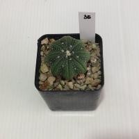ราคา Astrophytum แคคตัส กระบองเพชร AA04 (17807212682)