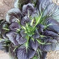 ราคา เมล็ดพันธุ์ Plant Seeds ผักกาดฮ่องกงใบแดง 100 เมล็ด เมล็ดพันธุ์นำเข้า (7835534753)
