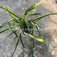 ราคา ริพซาลิสริบบิ้น มาในกระถาง 4 นิ้ว (17340823174)