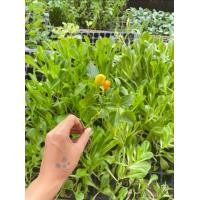 ราคา ต้นกล้า พริกองุ่น พริกเผ็ดสีสวย พร้อมปลูกต้นกล้าละ 19 บาท (18850266918)