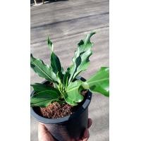 ราคา ต้นพลังเจ้าสัว ต้นบัลลังก์เจ้าสัว ต้นเจ้าสัวมหาเศรษฐี ต้นไม้มงคล กระถาง 4 5 นิ้ว ต้นละ 259 บาท (9353637686)