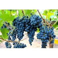 ราคา 1 ต้นองุ่น ติดตา พร้อมปลูก ทำรั้ว สายพันธุ์ พันธุ์ Merlot แมร์โล ต้นใหญ่ สูงขนาด 60 80 ซม รับประกันสินค้า (20957088536)