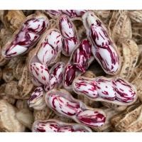 ราคา ถั่วลิสงลายเสือ พันธุ์ถั่วเสือ เมล็ดพันธุ์ ถั่วดินลายเสือ ถั่วจัมโบ้ 10 25 เมล็ด 10 แถม 1 คละได้ (21085624113)