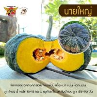 ราคา เมล็ดพันธุ์ฟักทองนายใหญ่ ตราพยัคฆ์ติดปีก เมล็ดผัก เมล็ดพืช เมล็ดผักสวนครัว ฟักทอง เมล็ดฟักทอง Pumpkin seed (14570705654)