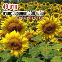 ราคา เมล็ดพันธุ์ ดอกทานตะวันชมดอก 300 เมล็ด ต้นสูง ดอกใหญ่ (17702129420)
