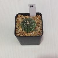ราคา Astrophytum แคคตัส กระบองเพชร AA04 (17807212685)