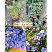 ราคา ต้นแก้วเจ้าจอมแบบ 6 ใบ ไม้มงคล ดอกพุ่มสวยสีม่วง (19563667533)