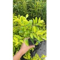 ราคา ต้นเทียนทอง เทียนทอง ในถุงดำพร้อมปลูก 19 บาท (9353137740)