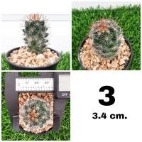ราคา แมมหนามตะขอ Mammillaria Beneckei (16022520673)
