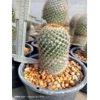 ราคา โคลัมเบียน่า Mammillaria columbiana ไม้เมล็ด ขนาด 3 10 ซม ต้นกระบองเพชร ต้นแคคตัส แคคตัส กระบองเพชร (17436233219)