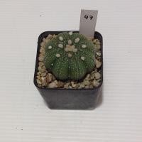 ราคา Astrophytum แคคตัส กระบองเพชร ถูกๆ สวยๆ AA05 (17807293647)