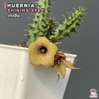 ราคา เก๋งจีน Huernia Shining Star แคคตัส กระบองเพชร cactus succulent (16253752050)