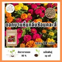 ราคา เมล็ดพันธุ์ ดอกบานชื่นกลีบซ้อน คละสีบรรจุ 100 เมล็ด (21035642195)
