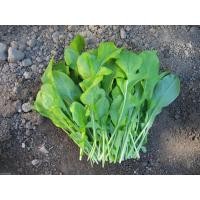 ราคา เมล็ดผักสลัดอกูล่า ร็อคเก็ต อากูรูล่า เมล็ดพันธุ์ ร็อคเก็ต 90 300 เมล็ด ซื้อ 10 แถม 1 คละได้ (20767369306)