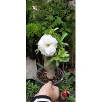 ราคา ต้นชวนชม ดอกซ้อน สีขาว ทรงบอนไซ ชวนชมบอนไซ ซินแสเป็นหนึ่งแนะ ชวนชมเป็นไม้มงคลปลูกแล้วรับทรัพย์ รับโชค รับความสุข ปลูกไว้ในบ้านจะทำให้คนในบ้านได้รับความนิยมชมชอบ มีเสน่ห์ มีชื่อเสียง ขนาดและดอกตามรูปเล