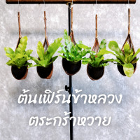 ราคา ต้น เฟิร์นข้าหลวง ในตระกร้าหวาย พร้อมแขวน (19803074765)