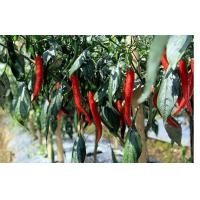 ราคา เมล็ดพริกหยวก พริกหวานสีแดง ไม่เผ็ด เม็ดลักษณะผลรีๆใหญ่ ซองละ29 บาท นิยมนำมาปรุงเป็นอาหารร่วมกับผักชนิดอื่น ทำเป็นผักสลัด หรือตกแต่งจานอาหารให้มีสีสันสวยงามน่ารับประทาน (14827080987)