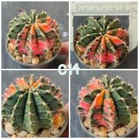 ราคา ยิมโนมิฮาโน่ ด่าง ใหญ่ๆ เซตนี้ไม้อายุ3ปีขึ้นไป (19213983041)