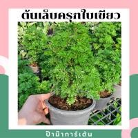 ราคา ต้นเล็บครุฑใบเขียว เล็บครุฑใบด่าง กระถาง 5 6 นิ้ว ไม้มงคล พุ่มใหญ่ (17345841758)