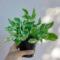 ราคา ต้นกวักเงินใบด่าง ไม้มงคลปลูกเรียกทรัพย์ ส่งทั้งกระถาง ขนาด 4 นิ้ว (3814554250)