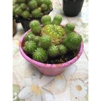 ราคา ดาวล้อมเดือน กระบองเพชร (20713264605)