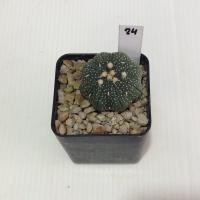 ราคา Astrophytum แคคตัส กระบองเพชร AA04 (17807212671)